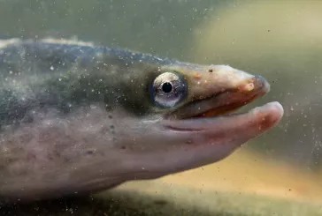 Close up of eel