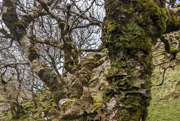 A tree covered in fungus