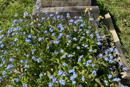 Flowers planted on a grave at Rectory Lane Cemetery