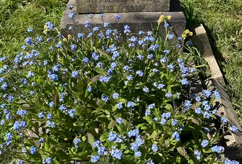 Flowers planted on a grave at Rectory Lane Cemetery