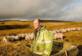A farmer is on a landscape surrounded by sheep.