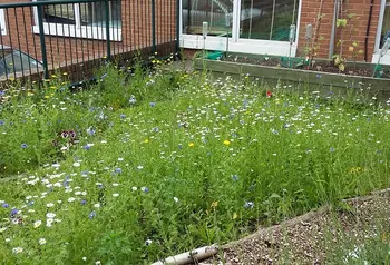 Urban wildflower garden