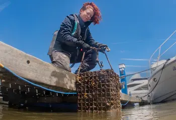 Installing oyster nurseries