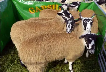 A group of sheep in a pen at a show