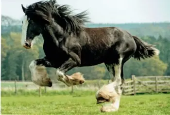 A heavy horse