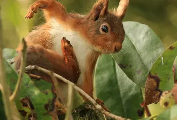A red squirrel in Scotland
