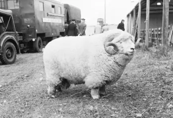 'Absolute Unit' sheep