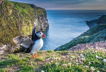Puffin on island