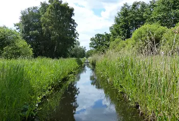 Long green grass and rushes surrounding water at Woodwalton Fen