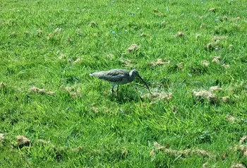 A curlew walking on grass