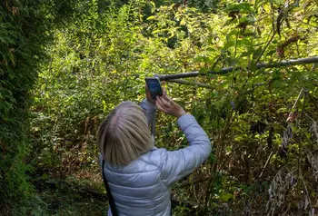 A woman seen from behind takes a picture of a tree surrounded by greenery