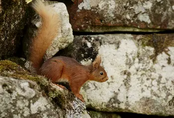 Red Squirrel