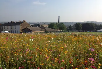 A meadow with wildflowers with an old industrial town in the background