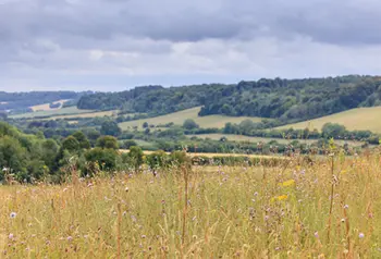 Wild flower meadow in the foreground, part of a larger landscape which can be seen in the background