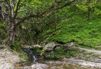An outdoor landscape with trees and a waterfall 