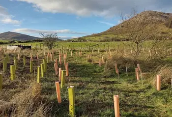 Tree saplings in the countryside