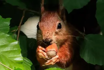 Red squirrel eating a hazelnut