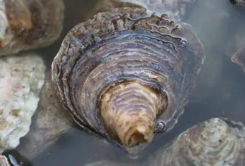 Oyster yn y dŵr