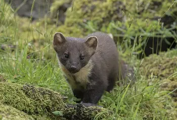 A pine marten - a small brown furry mammal with prominent round ears, a long body and bushy tail - on a forest floor
