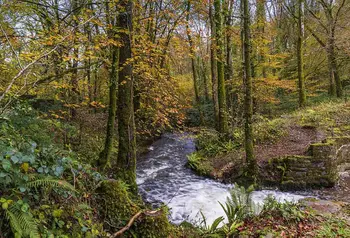 Nant wedi'i hamgylchynu gan goed â dail yr hydref arnynt