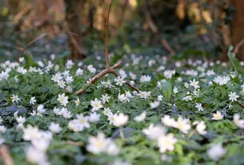 White flowers on a woodland floor