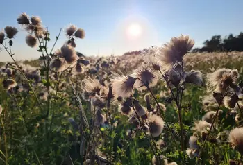 A close up of meadow plants in the sunlight
