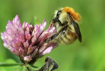 The Brown banded carder bee, Bombus humilis