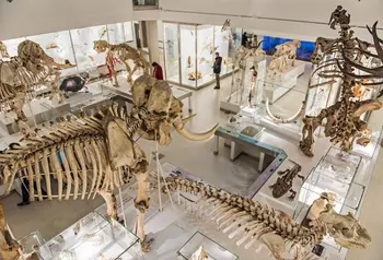 Museum of Zoology reopens thanks to mammoth volunteer effort!