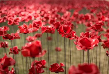 Sculpture of poppies marking First World War Centenary