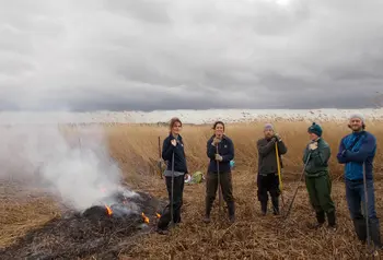 Volunteers in the reedbed at Blacktoft Sands