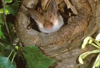 Long-eared brown bat