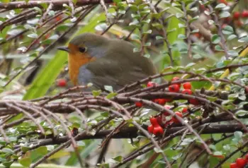 Robin nestling at Burnby Hall Gardens, Pocklington