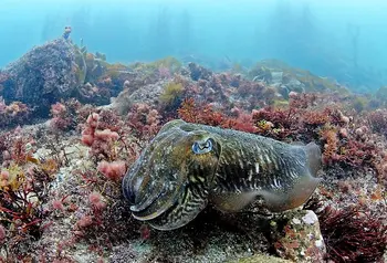 Cuttlefish in habitat