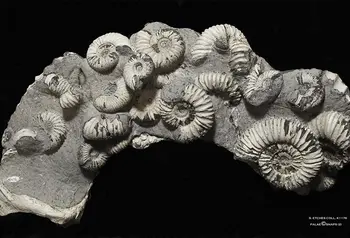 Dibranchiata fossil 