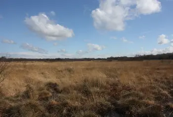 The Astley Moss nature reserve