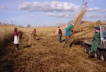 The Great Fen is one of the largest restoration projects of its type in Europe