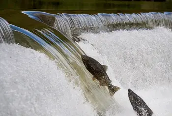 Salmon swimming up a weir