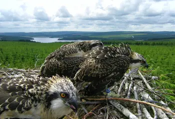 Ospreys at Kielder