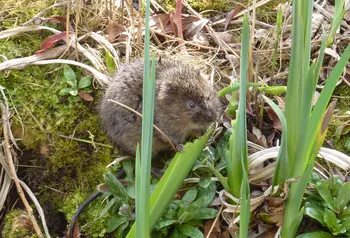 A water vole
