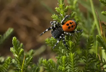 Ladybird spider