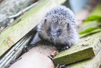A hedgehog in a new habitat