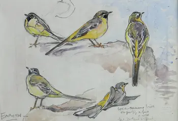 Eric Ennion's drawing of grey wagtails