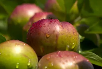 Suckley apples from a traditional orchard