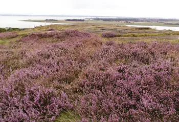 View of the Park's heathland