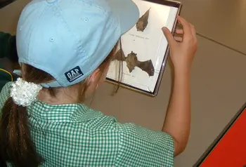 A child reading a book about bats