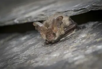Brown long eared bat