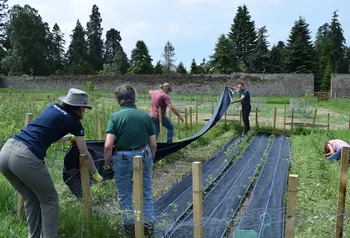 Volunteers in the fruit tree nursery at the Scone Palace walled garden