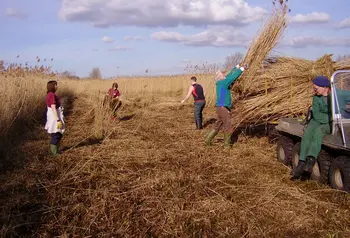 Volunteers working on the Great Fen landscape
