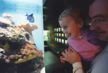 A child looks at exhibits at the Horniman Museum