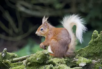 A red squirrel sits on a branch